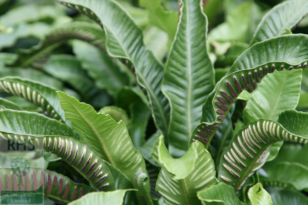 Asplenium scolopendrium